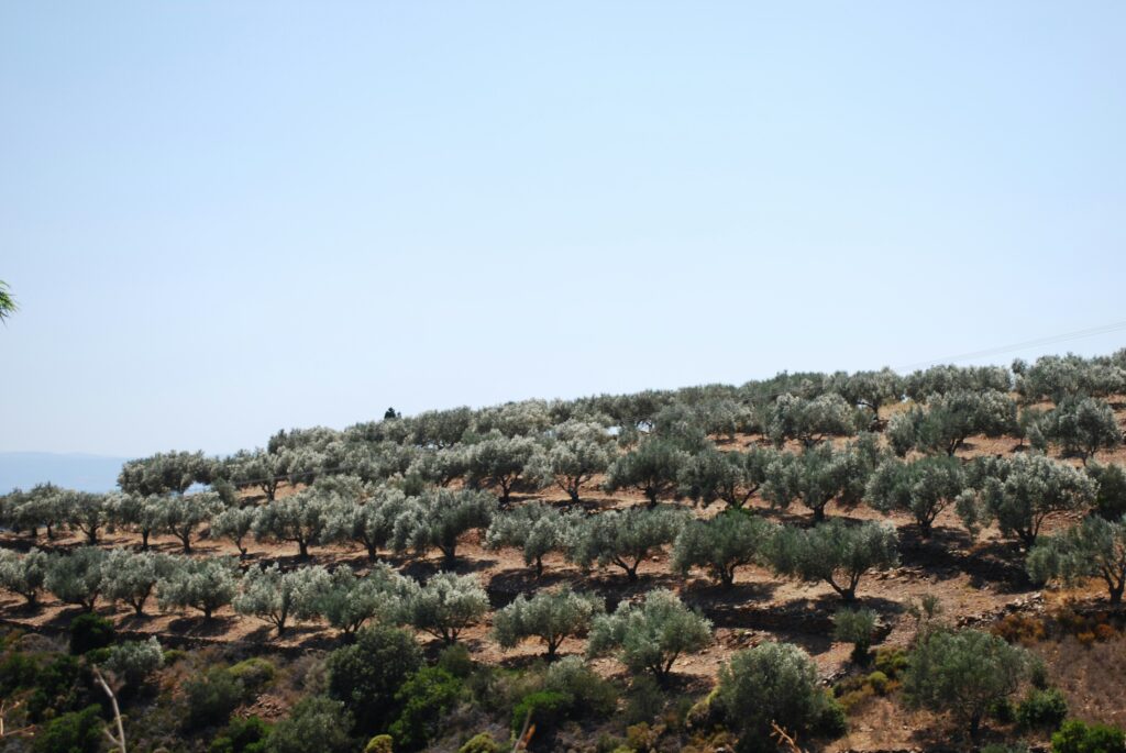 Kreta: Wo Geschmack Wurzeln hat.