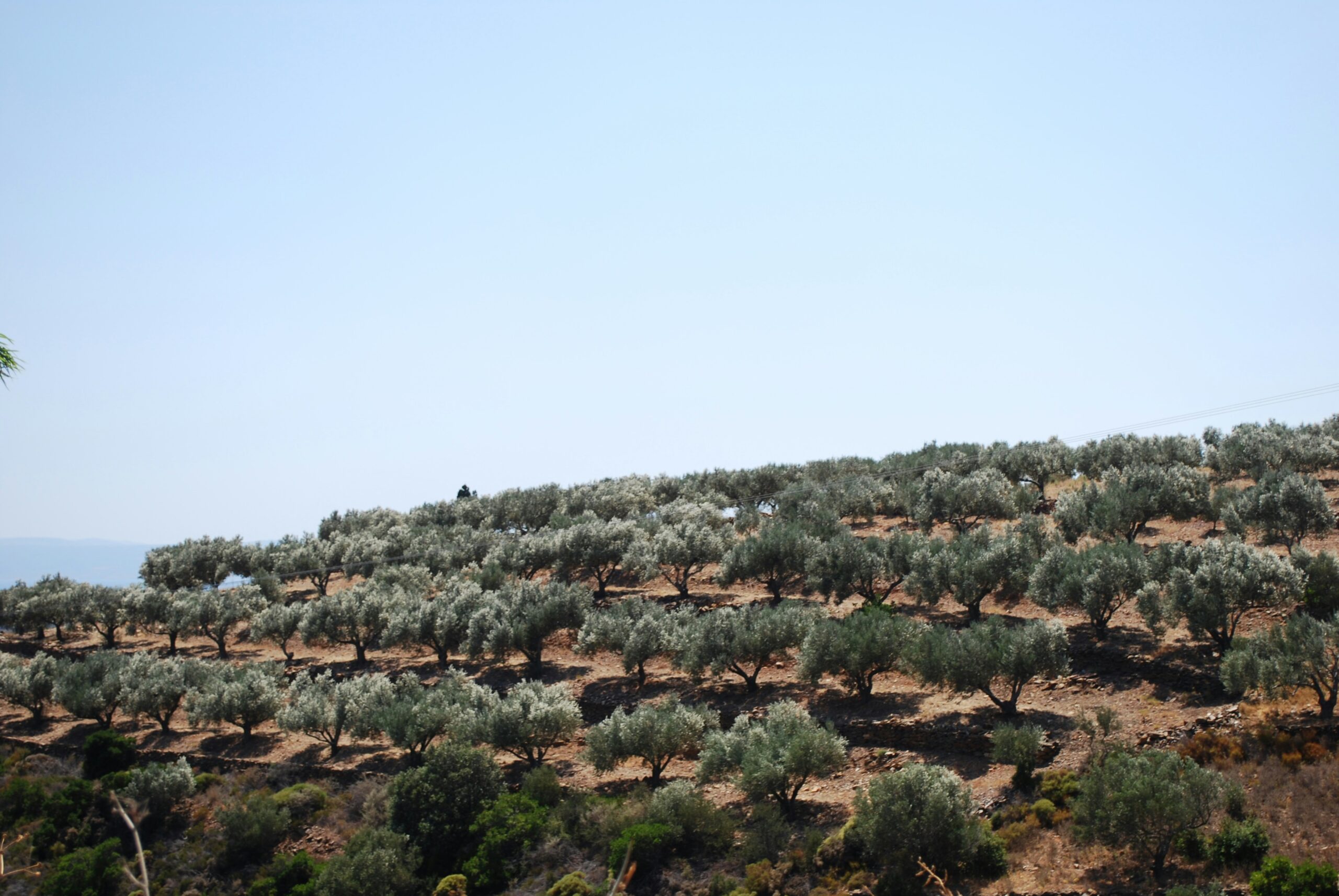 Kreta: Wo Geschmack Wurzeln hat.